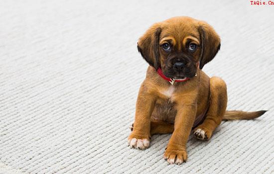 世界智商排名前十的狗 盘点全球最聪明的10大品种犬