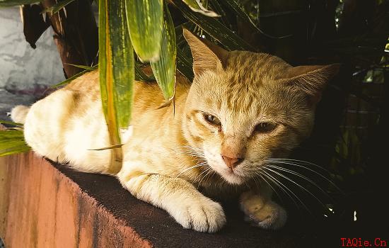 猫咪犯错如何指导让它知道）