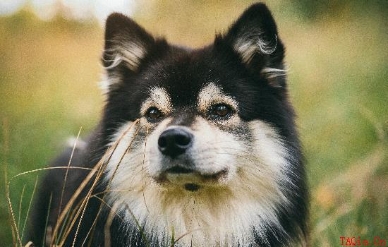 狗得了犬瘟怎么办