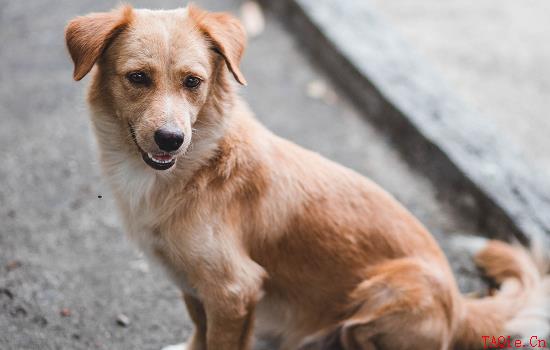 狗子狂犬病的早期症状