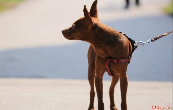 小鹿犬最迟几个月立耳