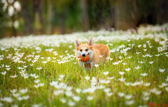 动物狂犬病发作的症状