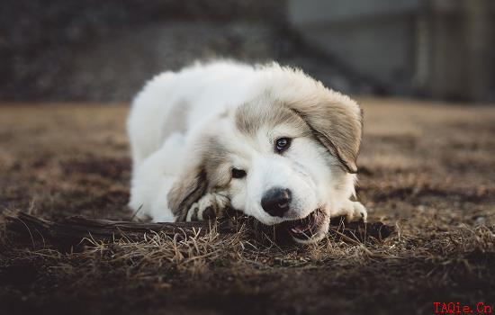 土狗幼犬怎么分公母