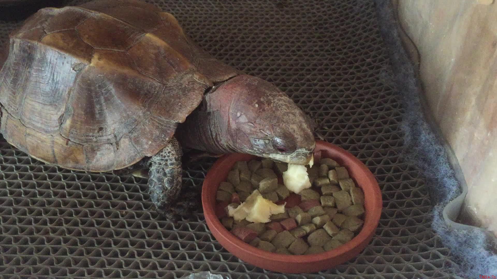 锯缘龟是国家几级动物 锯缘龟保护级别