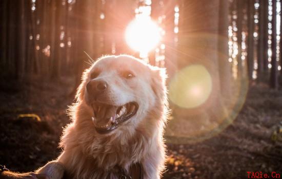 狗狗犬瘟吃什么药