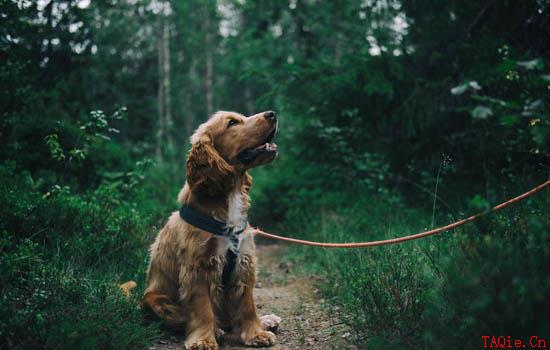 怎么训练可卡犬在外大小便