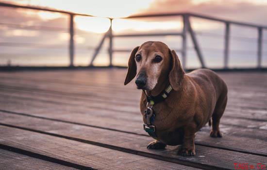 如何训练拉布拉多幼犬