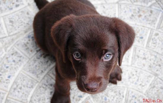 幼犬要死了是怎么征兆