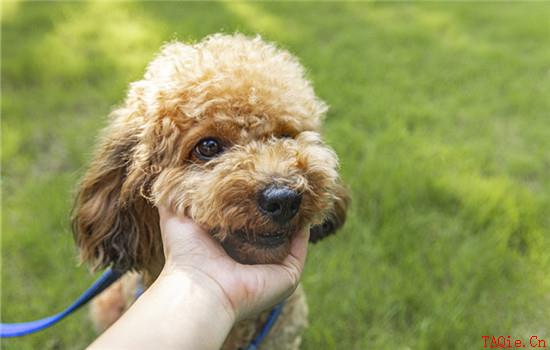 惠比特犬怎么饲养