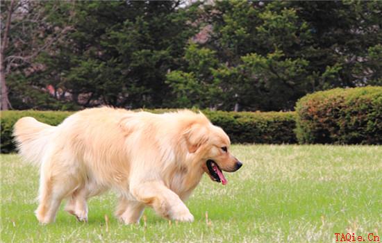 怎么训练金毛犬