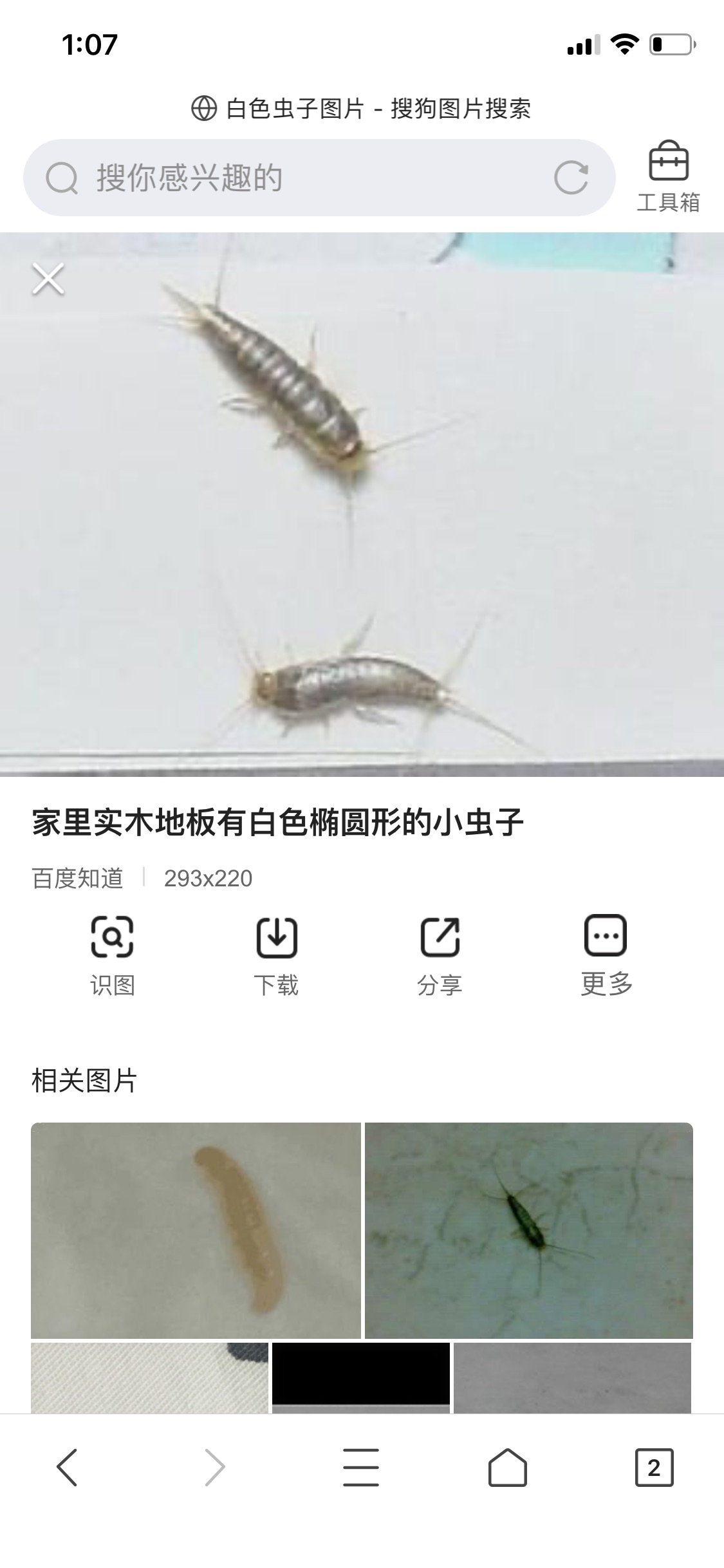 这是什么虫子?怎么消灭呀?求助