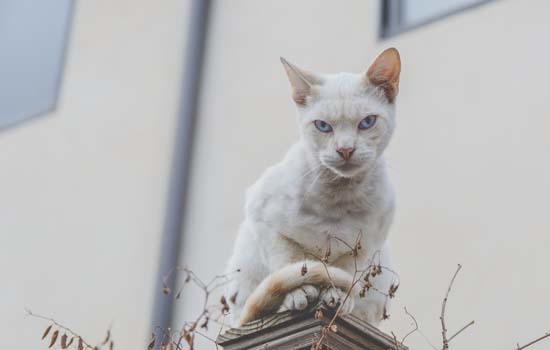 蓝猫怀宝宝多久可以生