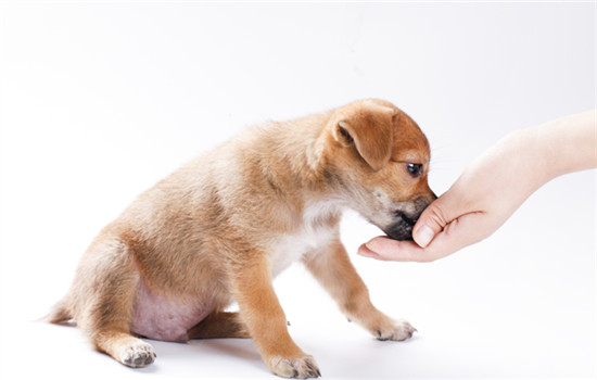 狗狗狂犬病潜伏期多长时间 狗狗狂犬病潜伏期多久