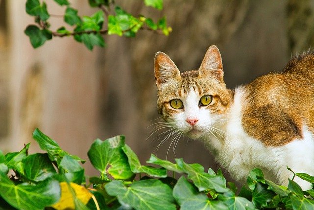 猫打架怎么办可以让他们和平相处吗