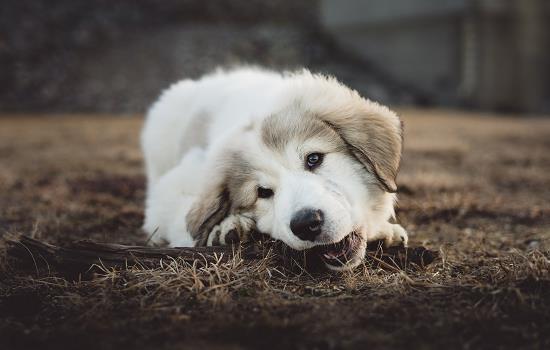 犬瘟会传染给别的狗吗