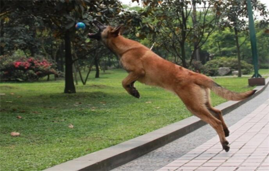 训练马犬最简单的办法（马犬如何训练 教程）