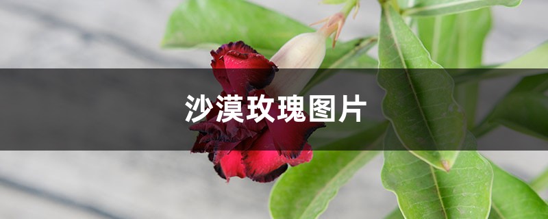 沙漠玫瑰花色大全（沙漠玫瑰多少钱一颗）