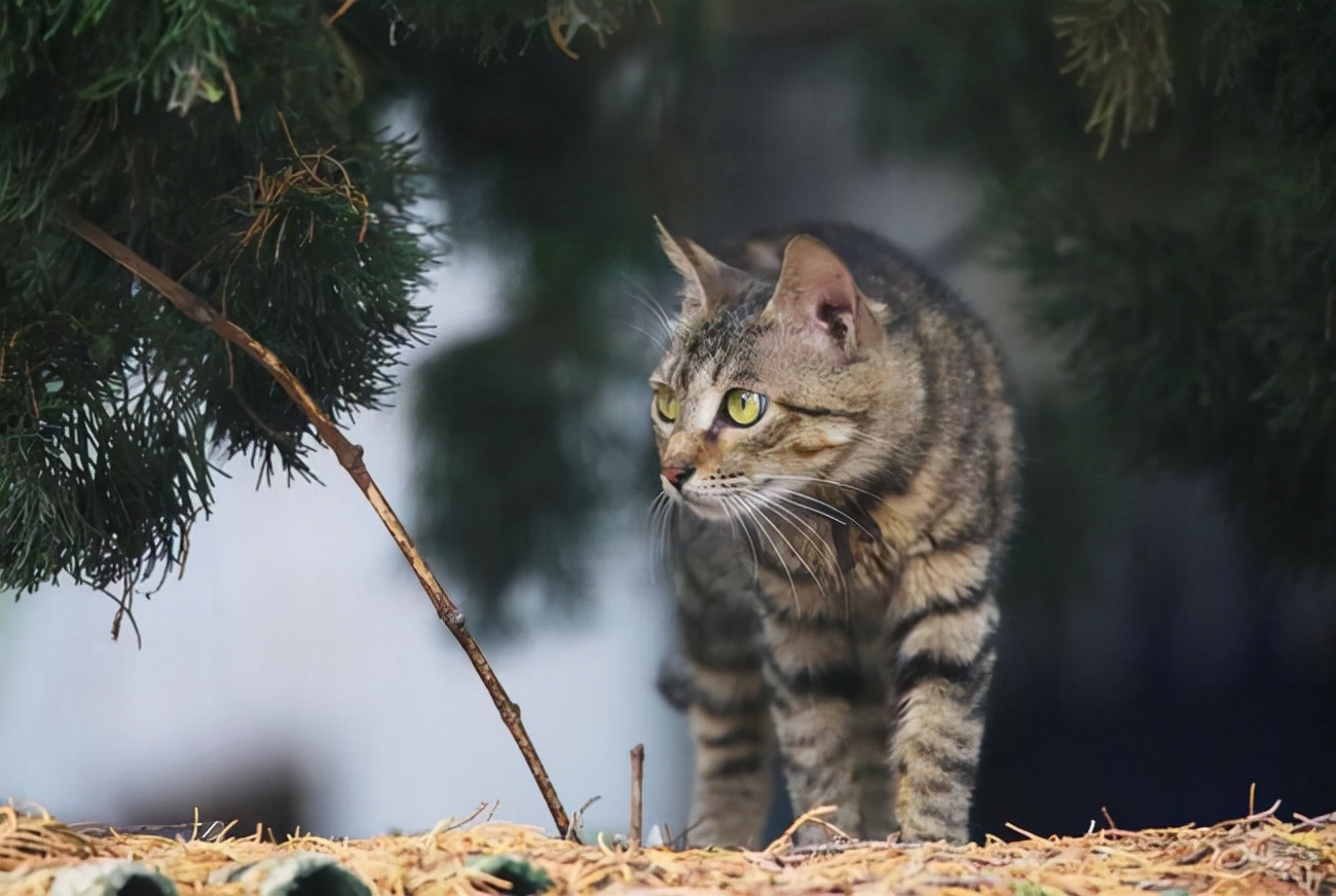 你养的猫，能看出你的性格，你觉得准吗？