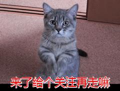 猫咪有这些行为，说明你没“白养”它