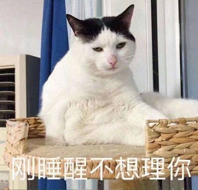 被“宠坏”的猫咪，都有这几点表现