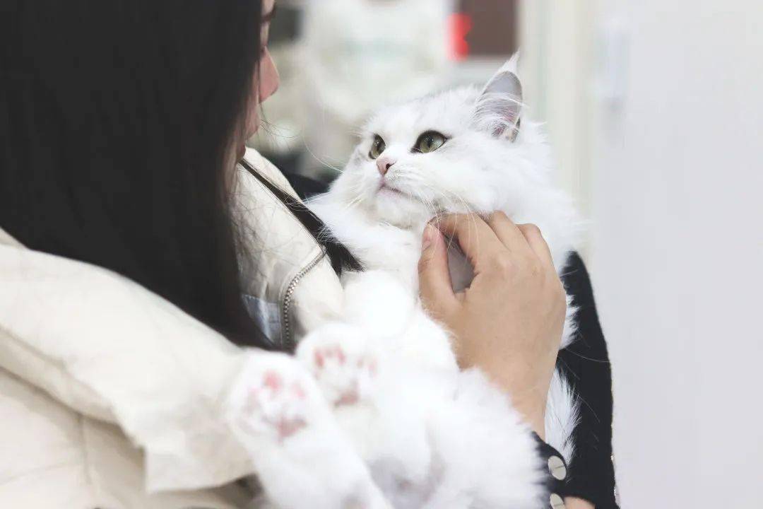 每当你抱起猫咪的时候，猫咪都在想些什么？