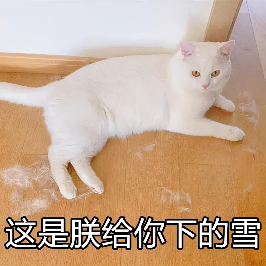 南方人和北方人养猫，区别有多大？这几点太真实了