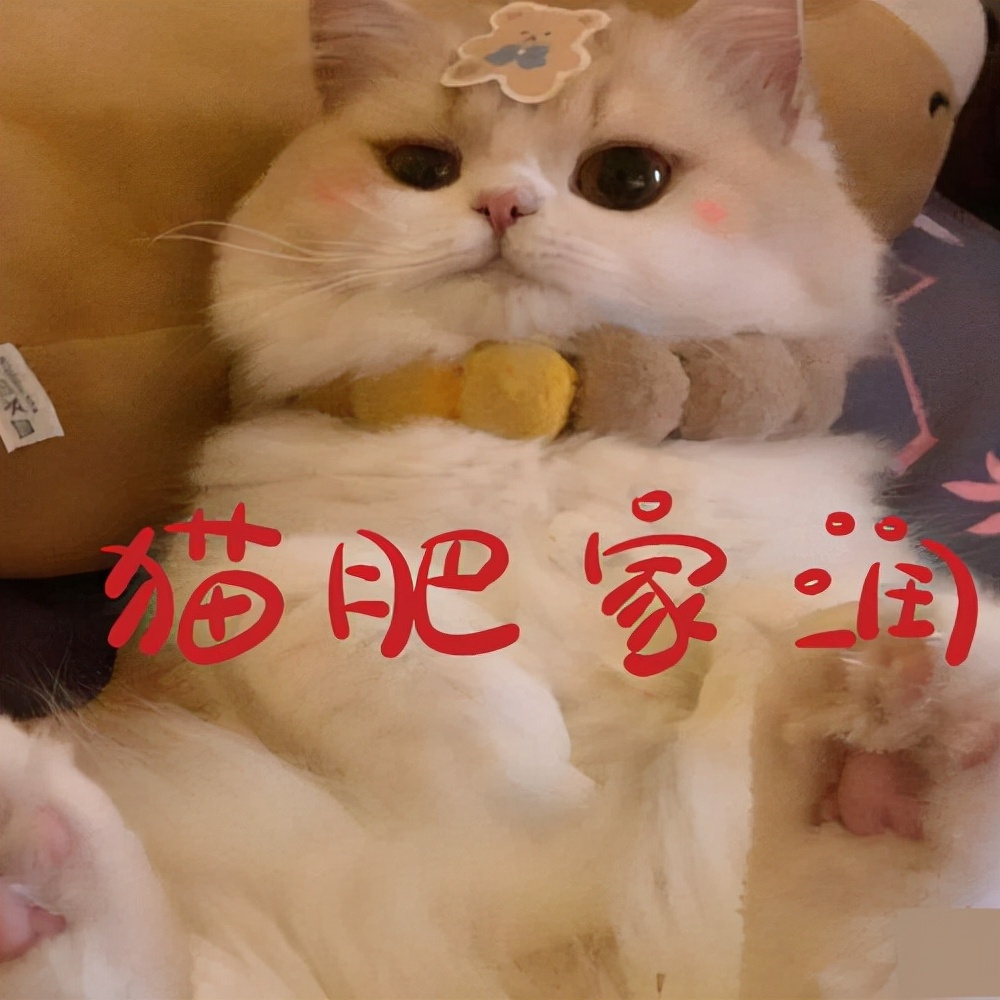 老祖宗直言：有这些特征的猫，才是旺财旺家的猫