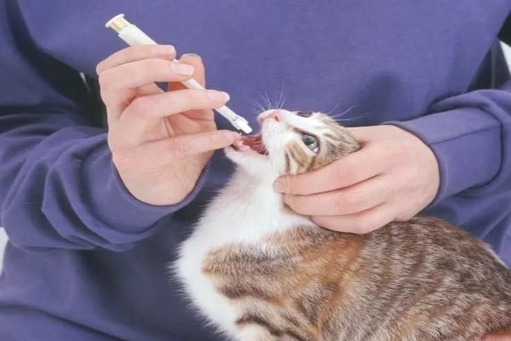 天冷季节，饲养猫咪牢记“5不要”，对它有益处