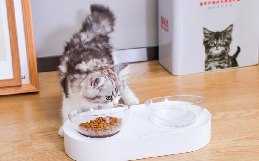 猫咪的日常，除了猫粮外，这几种食物也必不可少