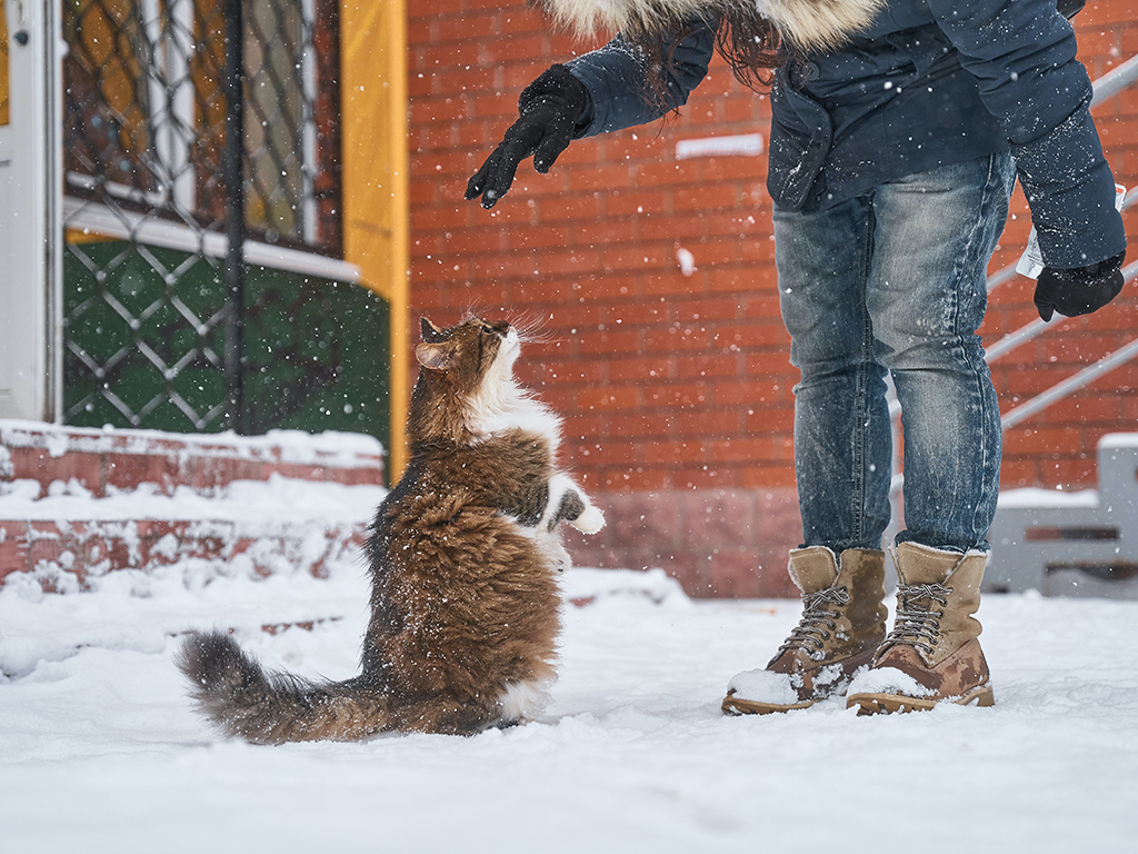 撸猫指南：如何撸猫才能让猫咪欲罢不能？