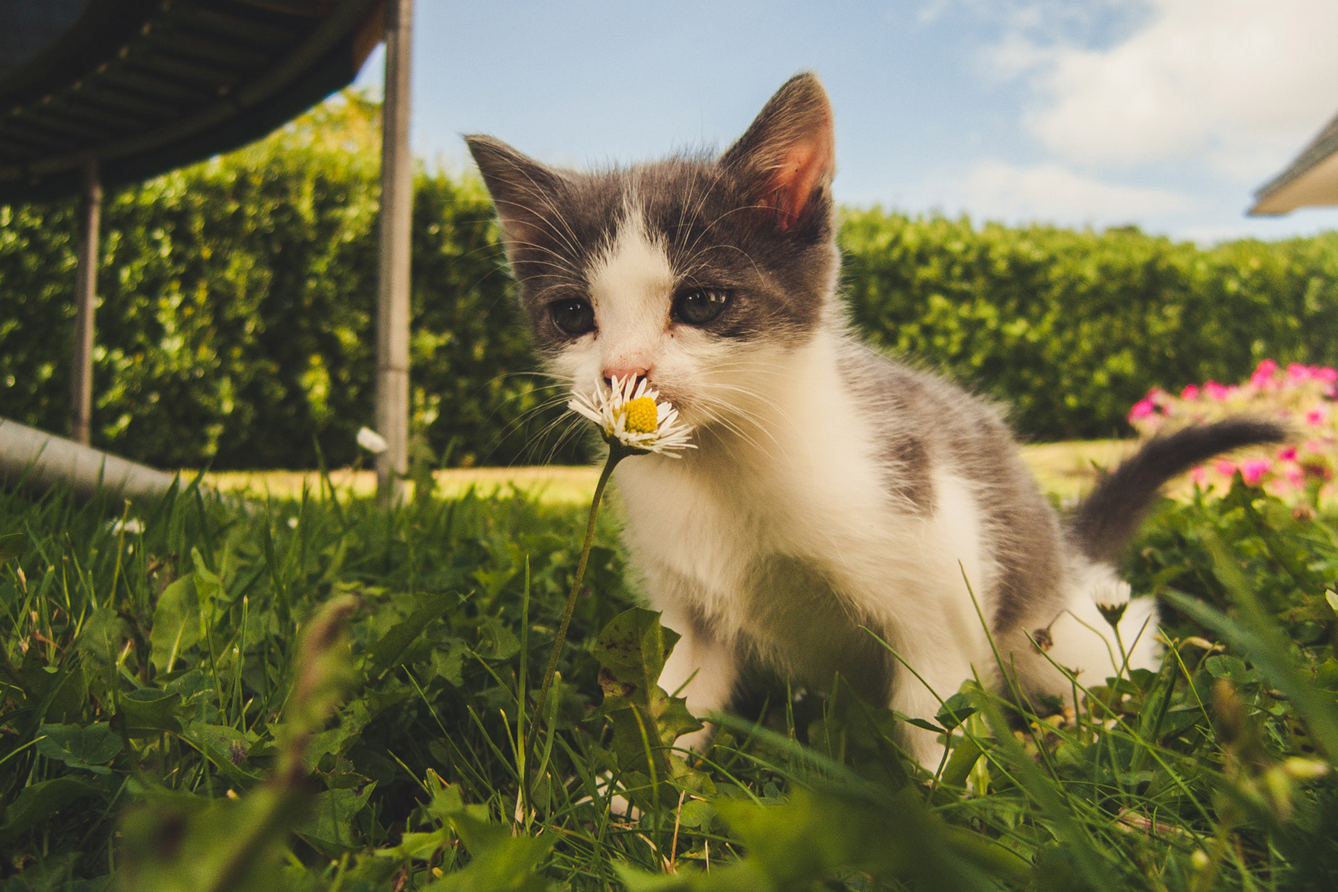 盘点猫咪讨厌的5种气味，记下它们，别在不经意间被猫咪讨厌了哦