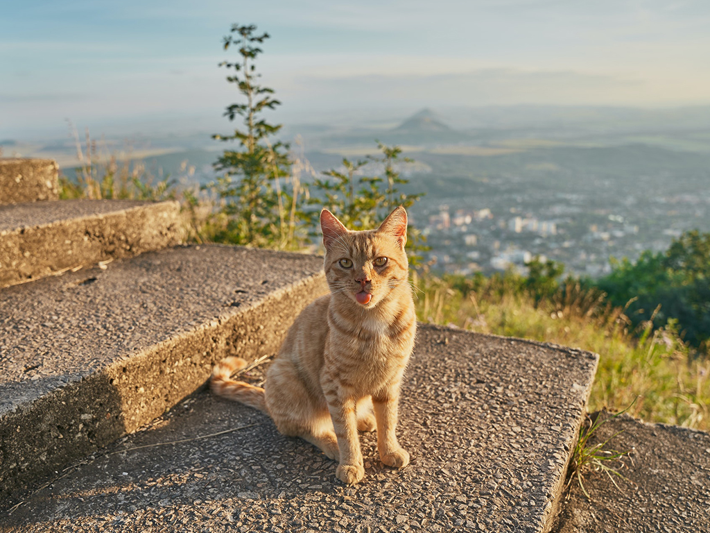 盘点5种常见的猫咪类型，你都见过吗？