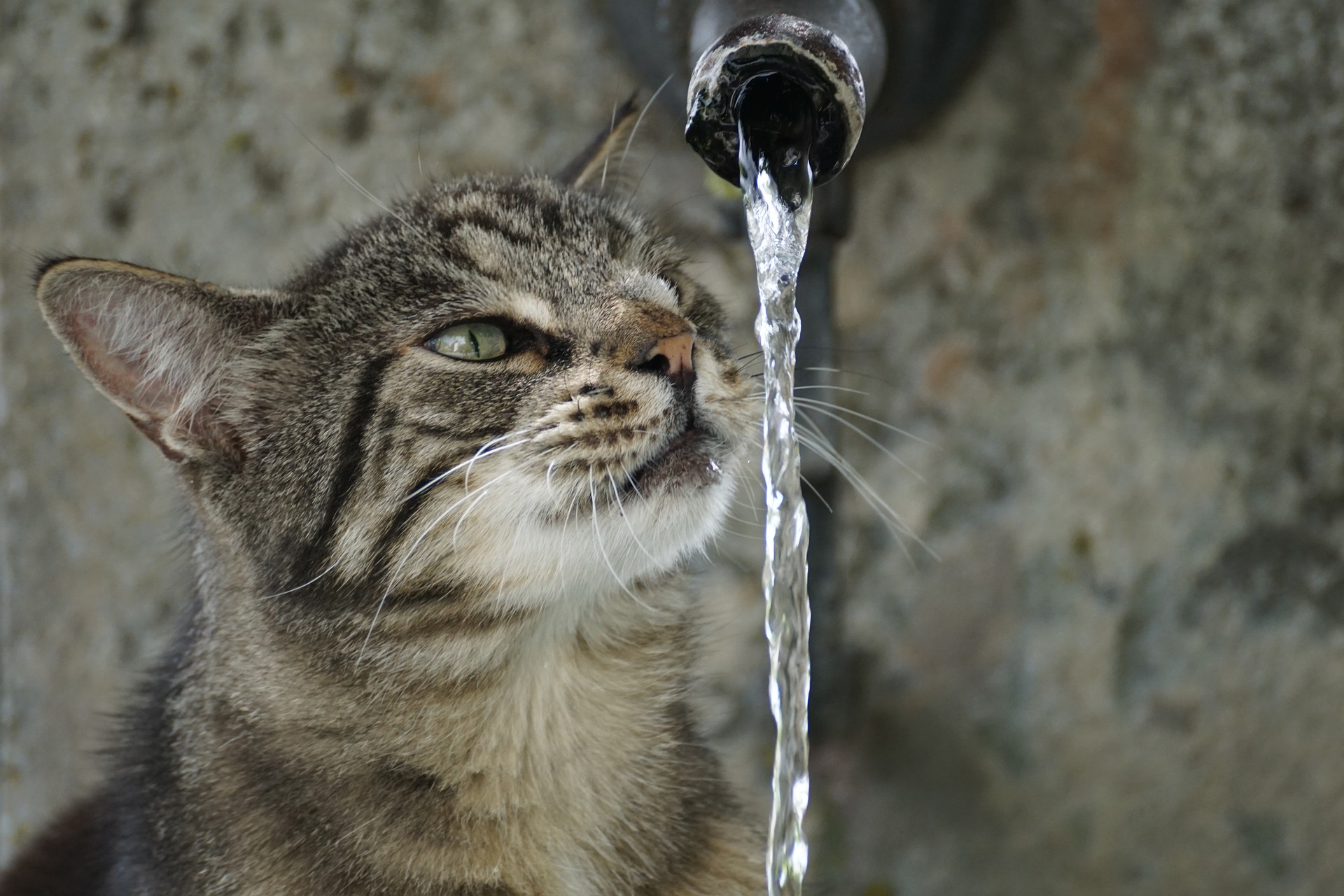 猫咪不爱喝水怎么办？小茗给大家支几招