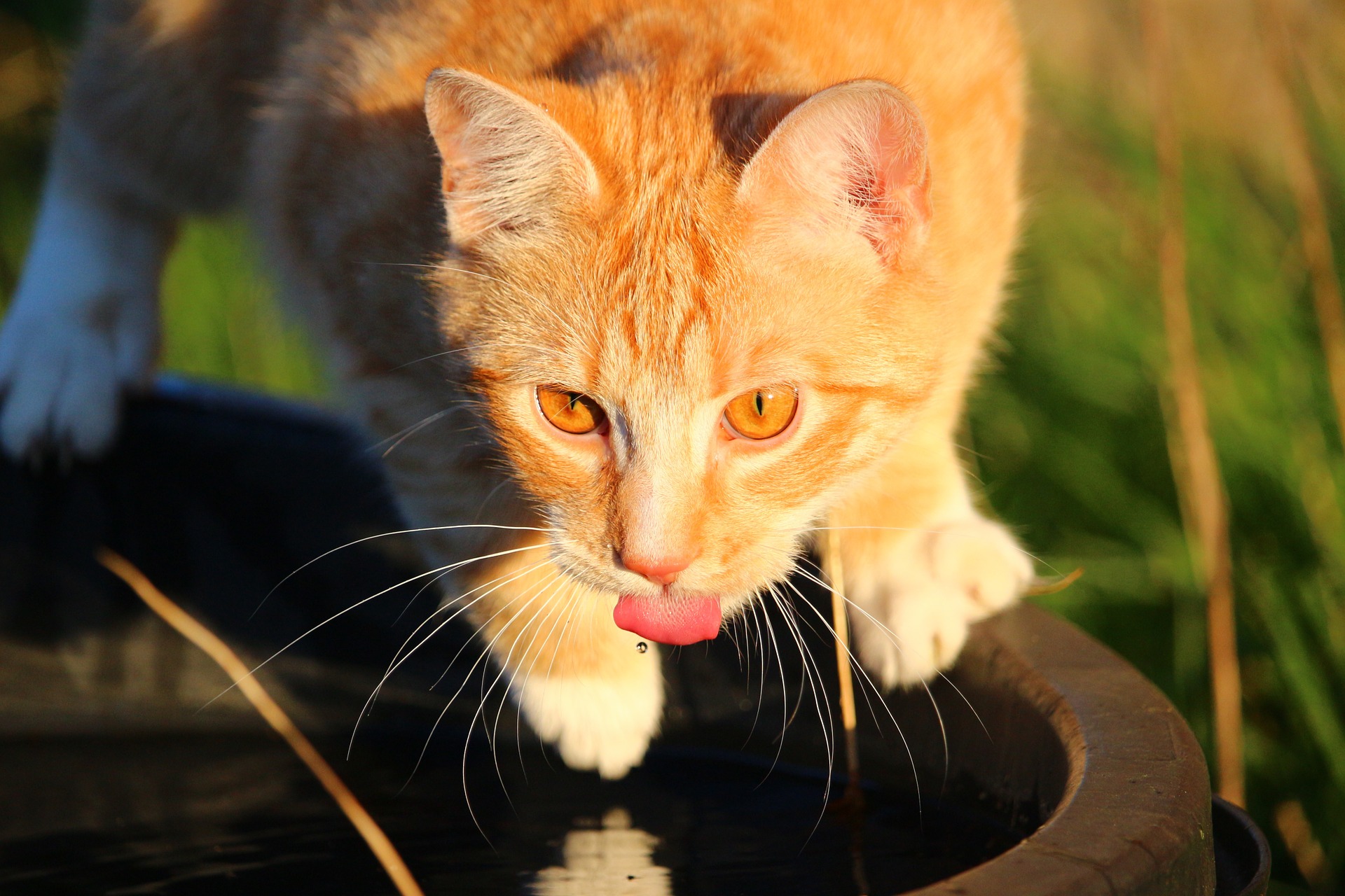 猫咪不爱喝水怎么办？小茗给大家支几招