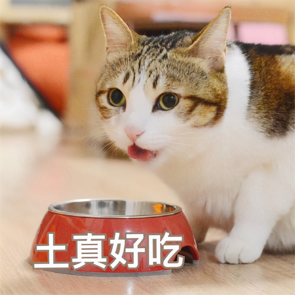 今生，一定要养一只“挪威森林猫”