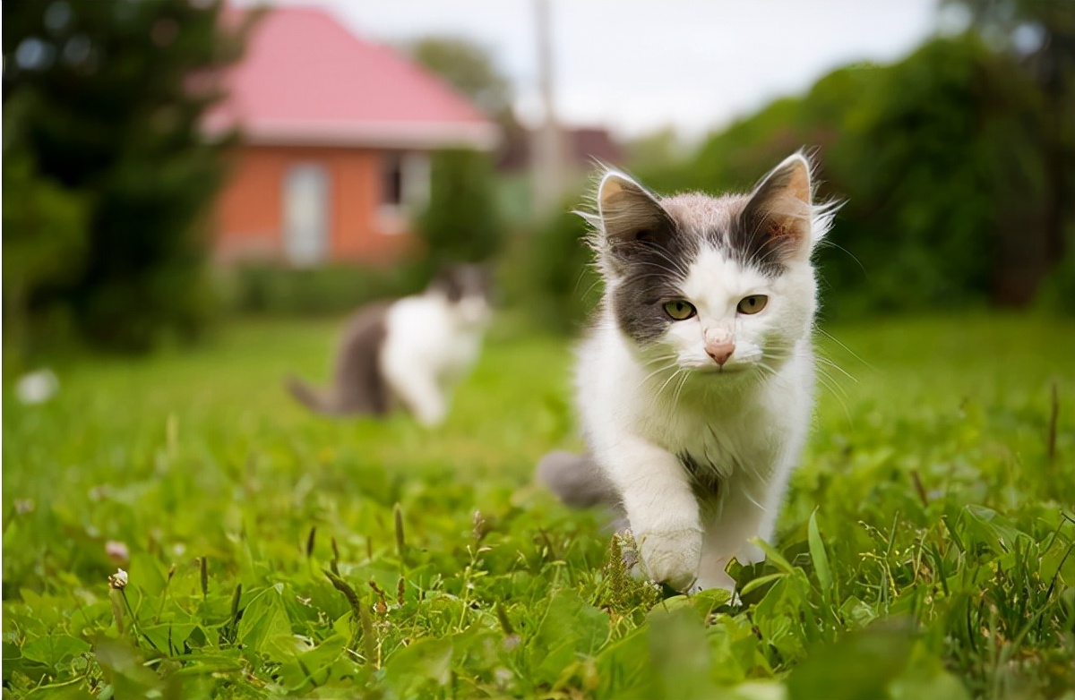 网上“免费”领养的猫咪，套路太多了