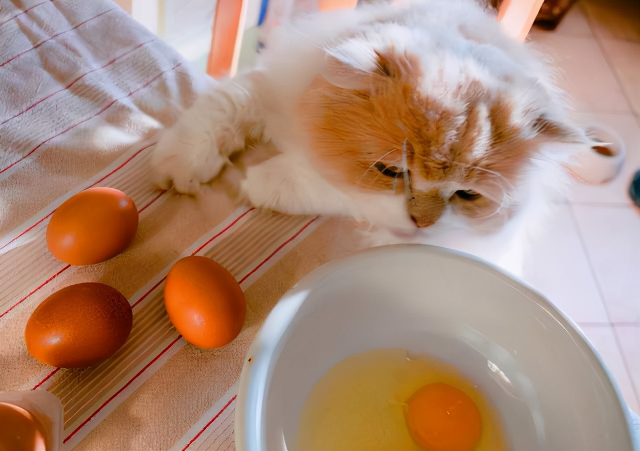 饲养猫咪，最没用和最有用的东西，你买对了吗？