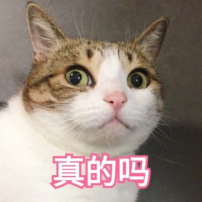 怎样挑选一款好的猫粮？猫粮什么品牌好？