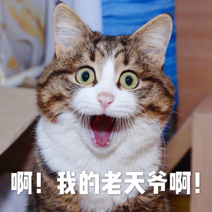 怎样挑选一款好的猫粮？猫粮什么品牌好？