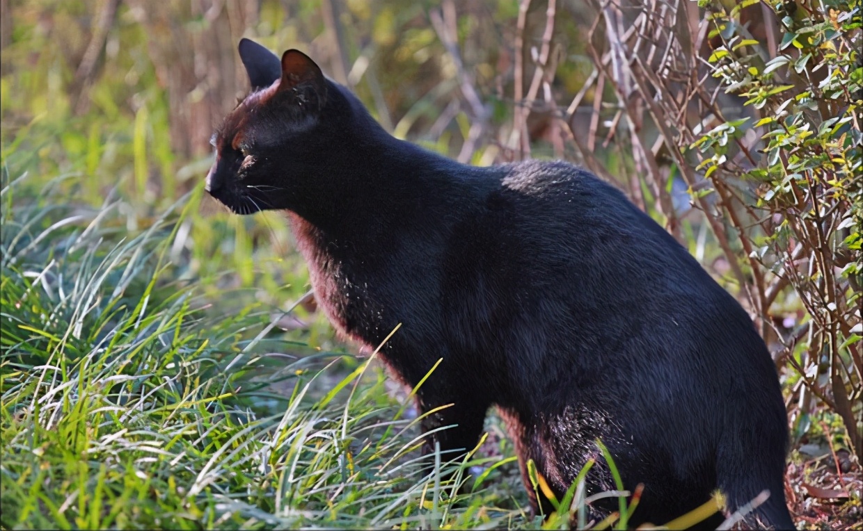 养猫，千万别选“黑猫”，原因有这几个