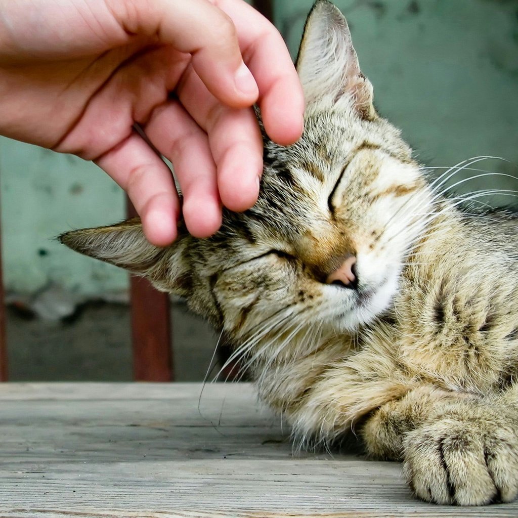 主人摸着猫咪的头，在它眼中，代表着这些含义