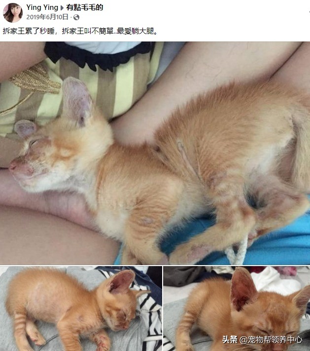 拆家猫咪终于不拆家，因为它忙着“拆”狗了