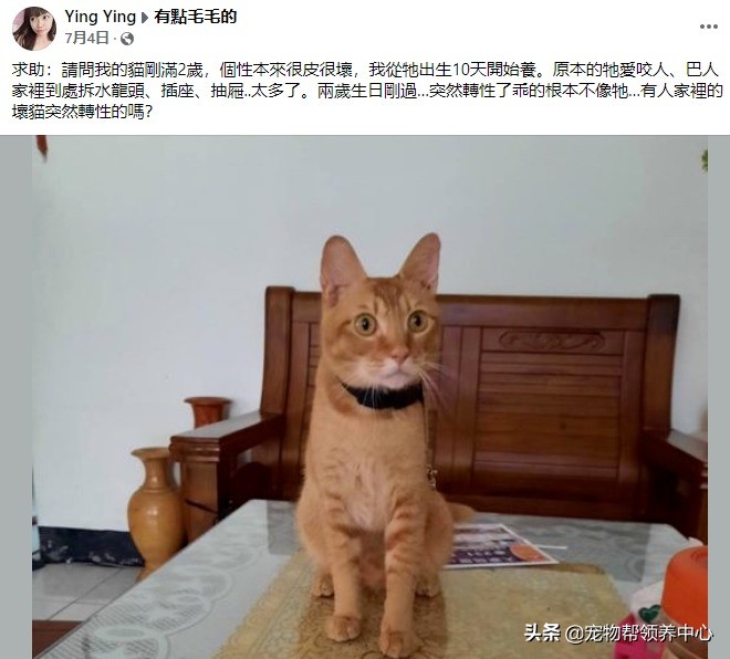 拆家猫咪终于不拆家，因为它忙着“拆”狗了