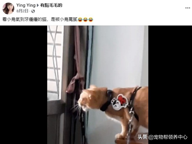 拆家猫咪终于不拆家，因为它忙着“拆”狗了