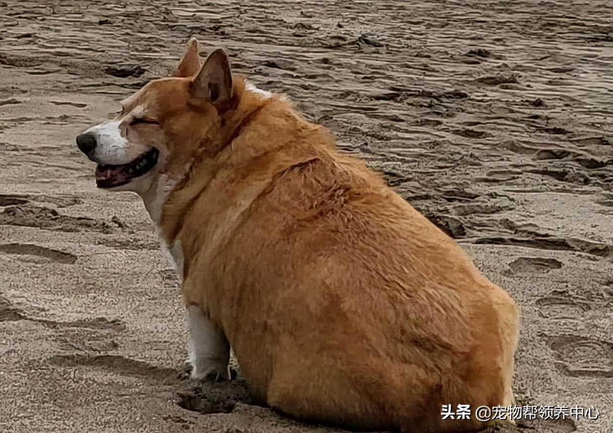 胖柯基遭网暴，于是每天发愤图强运动，终于...网友们疯狂点赞