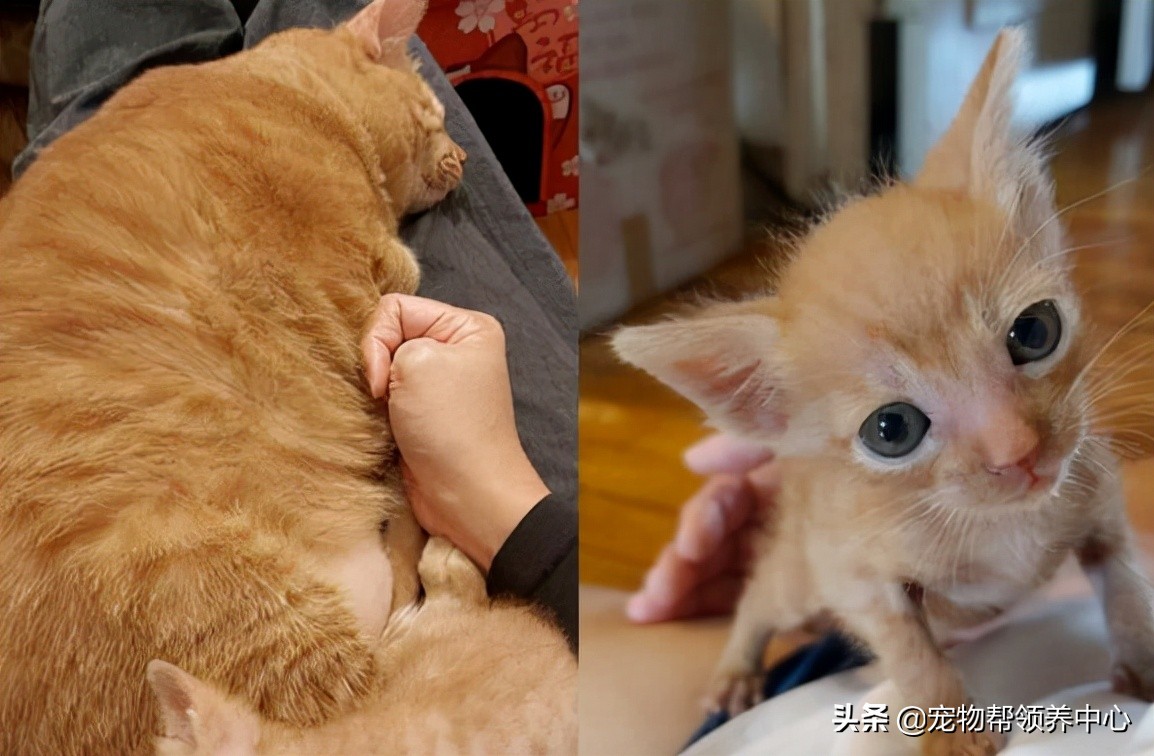 可爱小橘猫竟被“排挤”，但网友们却笑喷：这是有多嫌弃？