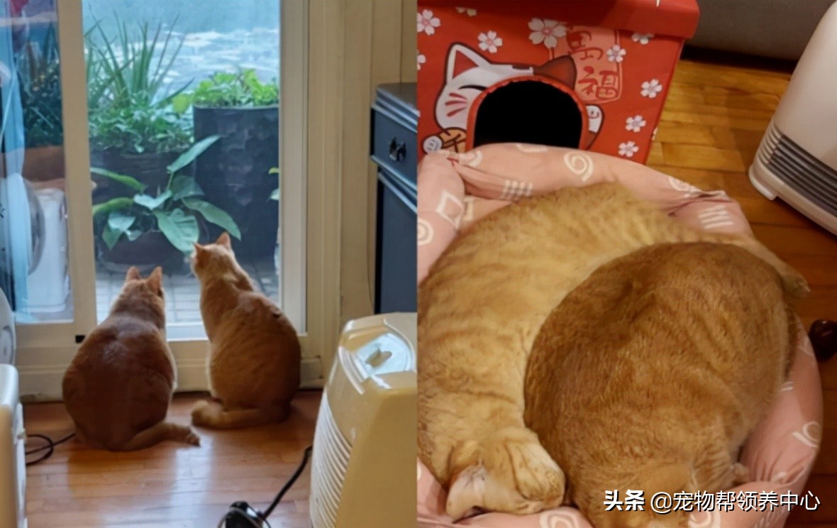 可爱小橘猫竟被“排挤”，但网友们却笑喷：这是有多嫌弃？