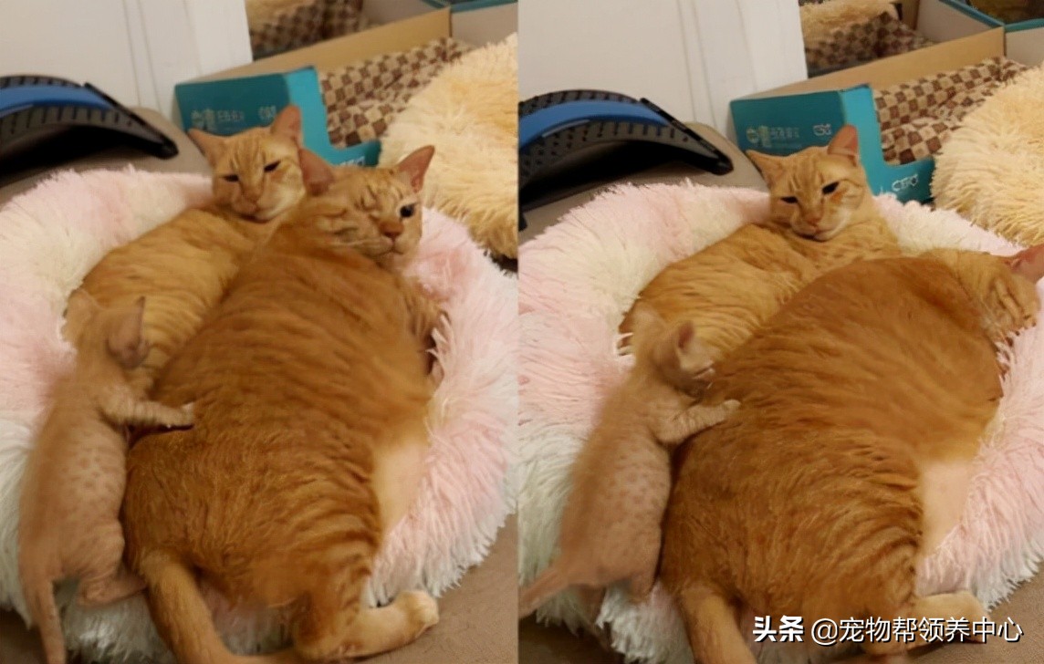 可爱小橘猫竟被“排挤”，但网友们却笑喷：这是有多嫌弃？