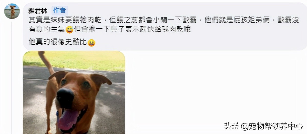 暴躁狗狗面对肉肉时，铲屎官爆笑：请你克制你的口水