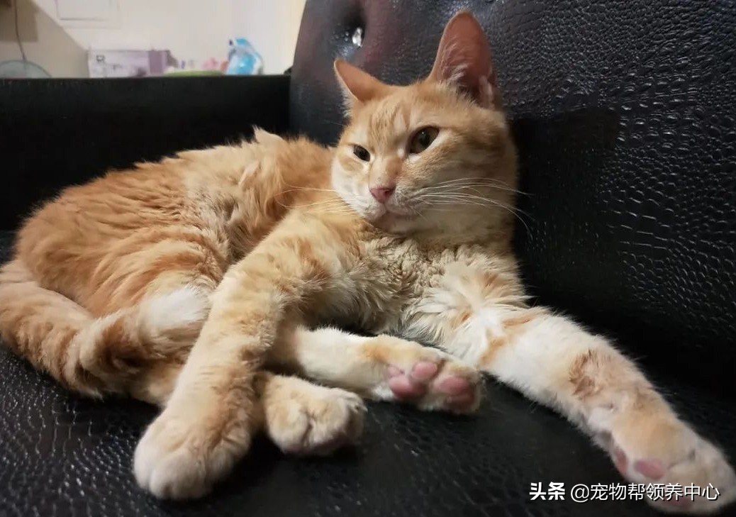 橘猫戴着项圈，被打到浑身是伤，却找不到主人，幸好遇见她...